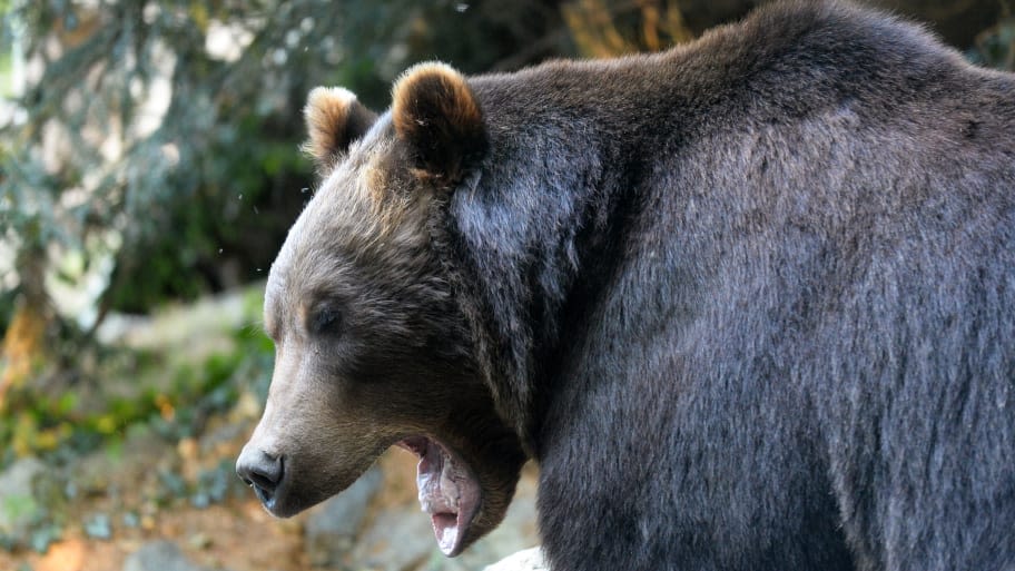 Montana Man Kills Grizzly Bear After Being Attacked While Picking Huckleberries