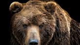 Alaska rangers monitoring Fat Bear Week face furlough in government shutdown