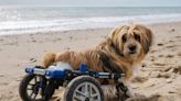 Dogs With Disabilities to Be Featured in Charity Calendar