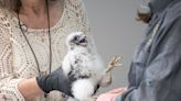 Falcon chicks in downtown Harrisburg receive clean bill of health, and bands to track their progress