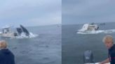 El momento en que una ballena jorobada voltea un barco y lanza a ocupantes al mar en New Hampshire
