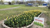 A garden of hope blooms in Livesey Park. Here's why a family planted hundreds of tulips.
