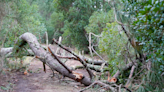 Wisconsin state parks report damages after severe storms, tornadoes