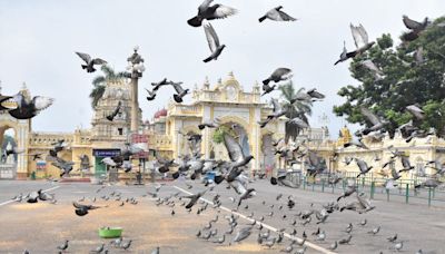 Identify dedicated place to feed pigeons - Star of Mysore