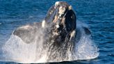 Right Whale Slow Zones in effect near Virginia Beach due to recent sightings