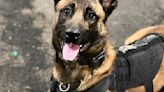 Albany Police Department honors life of K-9 Chetco