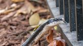 'I don't live with snakes. Do you?': A Georgia senior citizen was forced to leave her rental home after finding snakes in her furniture