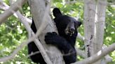 This day in history: Black bear up a tree in Purchase