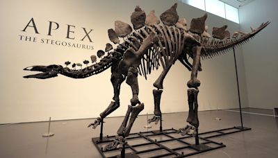 Extraordinary 161-million-year-old Stegosaurus to go up for auction at Sotheby's