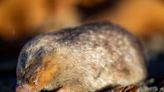 Scientists thought this tiny, blind mole was extinct for over 85 years, but they were wrong