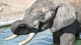 Male elephants use deep rumbles to signal when it is time to go
