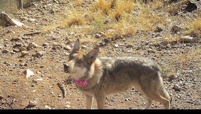 Endangered wolf pair returned to wild in southeastern Arizona