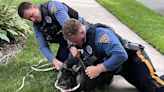 Pumba, a 200-pound pot-bellied pig who escaped from farm, captured by police