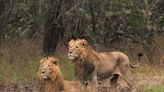 In search for female affection, two African lions make longest documented swim