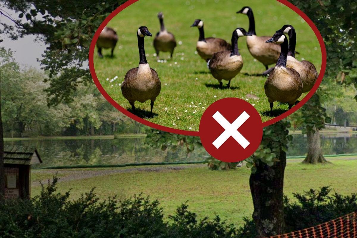 Outrage over NJ town's plans for geese ‘infestation’