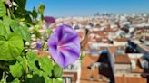 Dondiego de día, la planta que muere cuando llega el frío