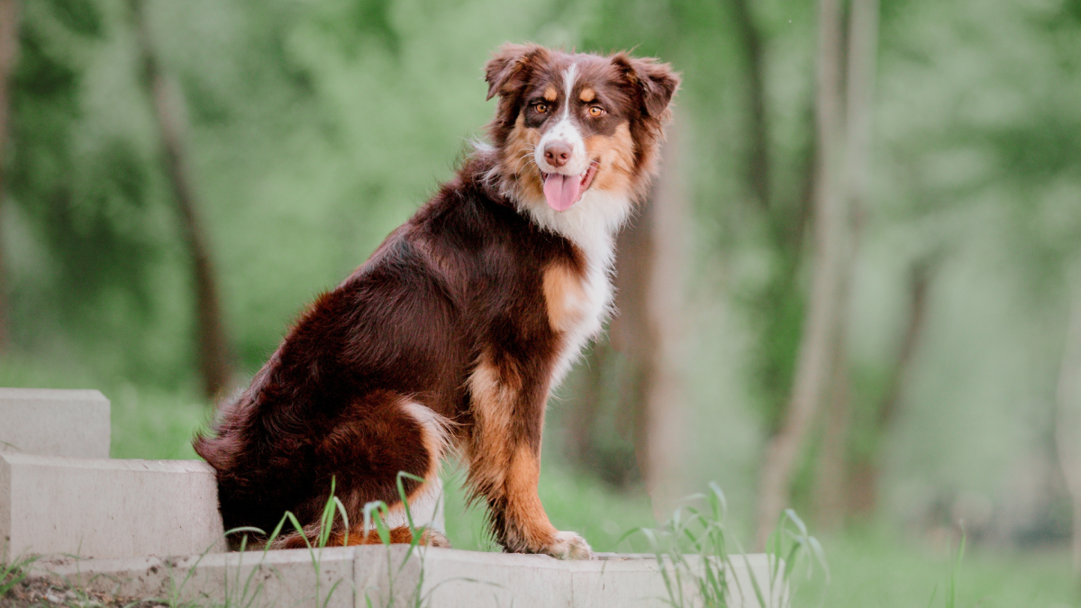 Aussie Helping His Senior Golden Brother Play Fetch Is Melting Hearts Online