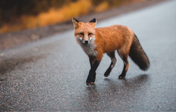 Animal control reports first confirmed case of rabies in fox in Lincoln