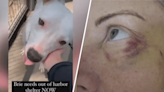 LA Animal Services volunteer speaks out following employee's brutal dog attack