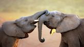 Elephants say 'hello' to friends by flapping their ears and making little rumbly noises