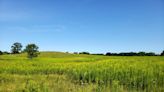 Wisconsin's prairies shine in late summer, from Lapham Peak to the UW Arboretum