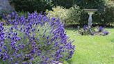 Lavender will grow ‘masses of flowers’ with expert’s yearly essential task