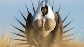 Wyoming stakeholders nudge feds in opposing directions on sage grouse conservation plan