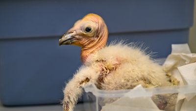 Zoológico de Los Ángeles celebra récord de polluelos nacidos de cóndores de California