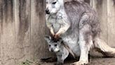 Wildlife Safari welcomes new Wallaroo joey