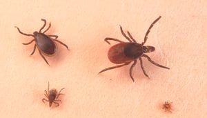 Local expert explains the new and old dangers with tick season in New England