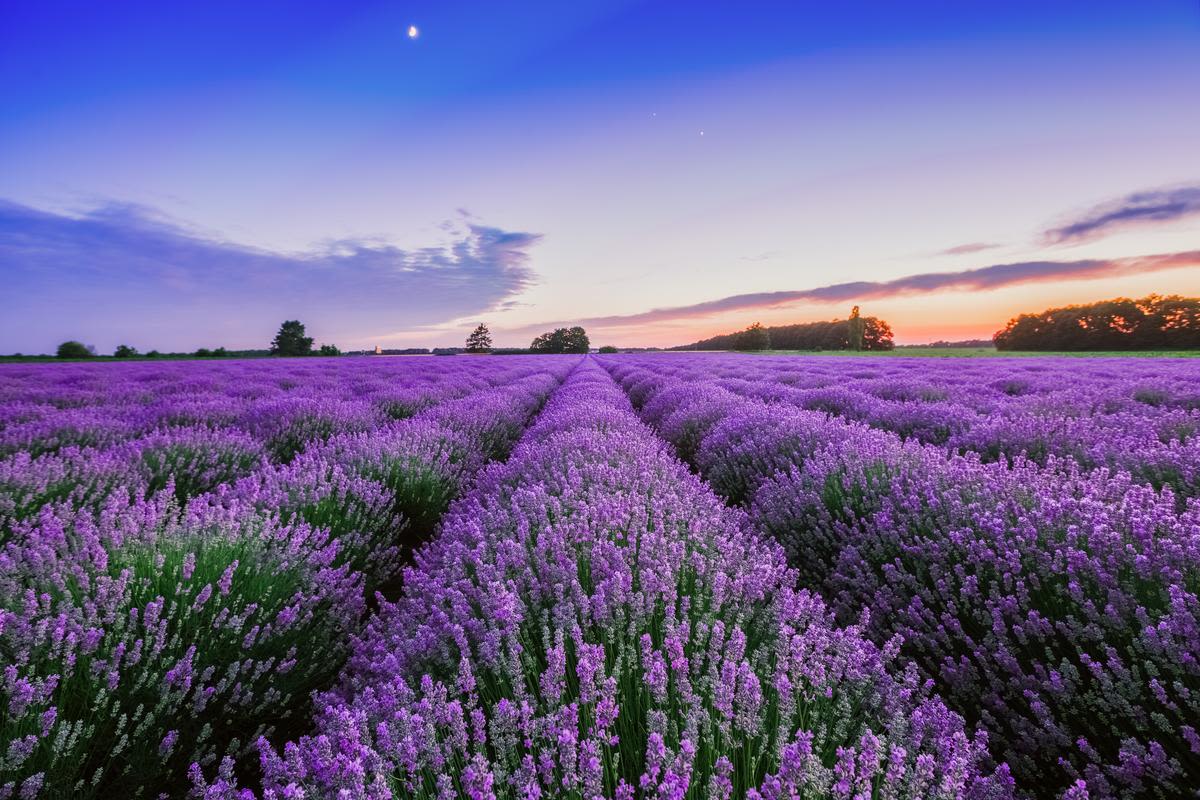 Ahh... Relax and be calm: Best lavender farms in New Jersey