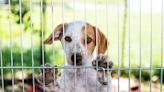 Video of Florida Shelter Dogs Ahead of Hurricane Ian Shows How Badly 'Storm Fosters' Are Needed