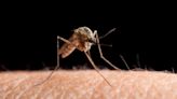 Mosquitoes that carry West Nile are becoming resistant to insecticides, CDC says