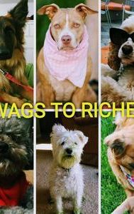 Wags to Riches