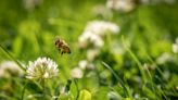 ‘No Mow May’ encourages homeowners to help bees by letting their lawns grow
