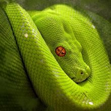 HD Wallpaper of Green Snake | HD Wallpapers