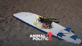 Identifican cuerpos de los tres surfistas asesinados en Ensenada, Baja California