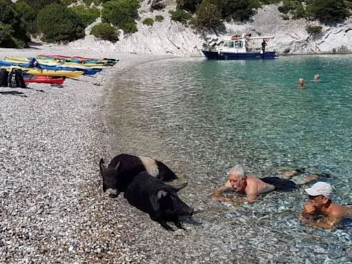 Secret European island with swimming pigs that can only be reached by boat