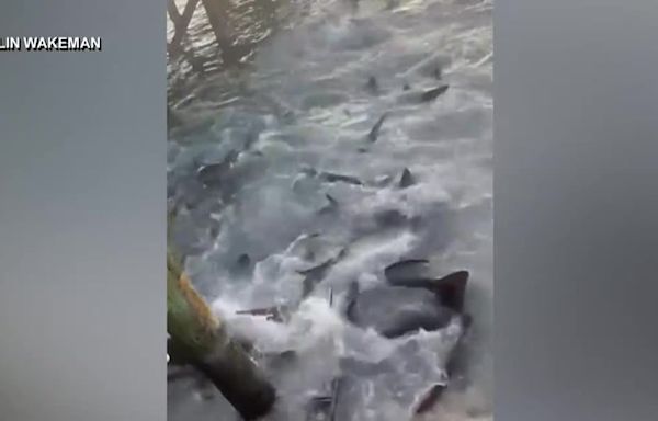 GRAPHIC: Florida man recovering after shark attack at a Bahamas marina