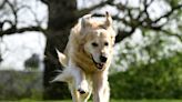 Golden retriever participates as ring bearer in wedding ceremony