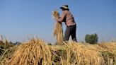 India raises crop prices as Modi woos farmers ahead of election