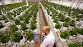 Medical marijuana firms lead donors for legal weed campaigns