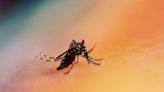 Dengue: Brasil encerrou o primeiro o semestre com mais de 6,1 milhões de casos