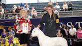 El Paso's Alpha Del Caritas takes top breed title at 2024 Westminster Dog Show