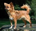 Chihuahua (dog breed)