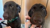 Labrador refuses to back down over stolen cookie hidden in mouth