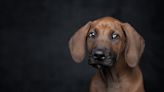 Why do dogs eat their puppies? – A look at unnatural puppy behaviour