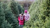 Looking for a real Christmas tree? 10 Jersey Shore farms to cut, buy a living tree