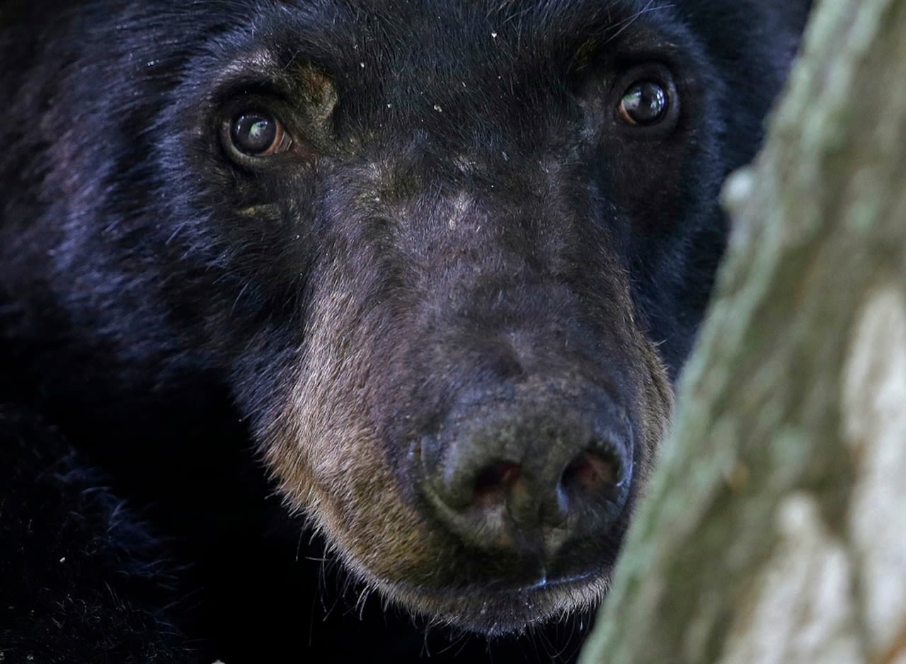 Police in Mass. town warn of increased black bear sightings