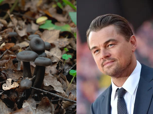 Leonardo DiCaprio compartió un post en Instagram anunciando que un hongo que parecía extinto fue redescubierto en Chile